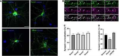 Teneurin paralogues are able to localise synaptic sites driven by the intracellular domain and have the potential to form cis-heterodimers